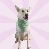 1/2 Solid Colour Pet Bandanas