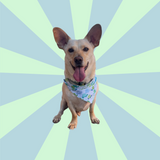 1/3 Patterned Pet Bandana